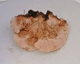 Fomitopsis cajanderi image