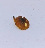 Pluteus flavofuligineus image