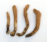 Clavariadelphus occidentalis image