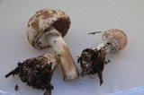Agaricus hondensis image