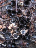 Cyathus stercoreus image