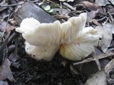 Entoloma sinuatum image