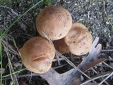Tricholoma psammopus image