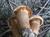 Tricholoma psammopus image