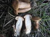 Tricholoma psammopus image
