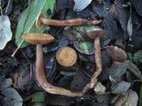Tricholoma psammopus image