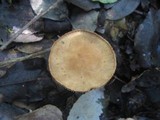 Tricholoma psammopus image