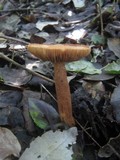 Tricholoma psammopus image