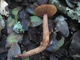 Tricholoma psammopus image