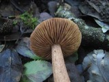 Tricholoma psammopus image