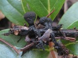 Plectania rhytidia image