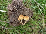 Agrocybe platysperma image