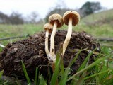 Agrocybe platysperma image