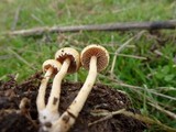 Agrocybe platysperma image