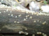 Helicogloea compressa image