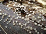 Helicogloea compressa image