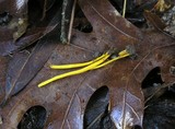 Clavulinopsis laeticolor image