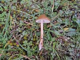 Xerula radicata image
