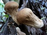 Lycoperdon molle image