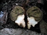 Lycoperdon molle image