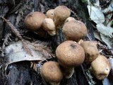 Lycoperdon molle image