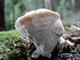 Tyromyces chioneus image