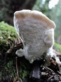 Tyromyces chioneus image