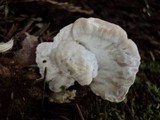Tyromyces chioneus image