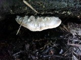 Tyromyces chioneus image