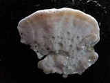 Tyromyces chioneus image
