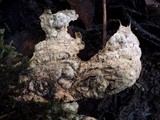 Pseudocyphellaria anthraspis image