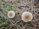 Entoloma conferendum image