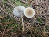 Entoloma conferendum image