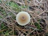 Entoloma conferendum image