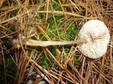 Entoloma conferendum image