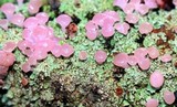 Phyllobaeis erythrella image