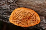 Gloeophyllum sepiarium image