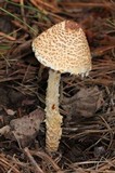 Lepiota magnispora image