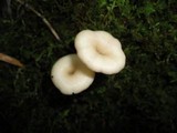 Entoloma subserrulatum image
