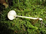 Entoloma subserrulatum image
