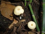 Entoloma subserrulatum image