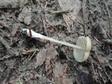Entoloma subserrulatum image