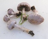 Inocybe ionocephala image