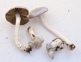 Inocybe ionocephala image
