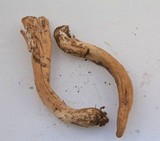 Clavariadelphus occidentalis image