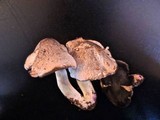 Tricholoma basirubens image