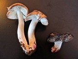 Tricholoma basirubens image