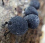 Leprieuria bacillum image