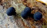 Leprieuria bacillum image