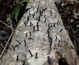 Leprieuria bacillum image